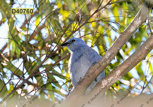Golden-chevroned Tanager (Thraupis ornata)